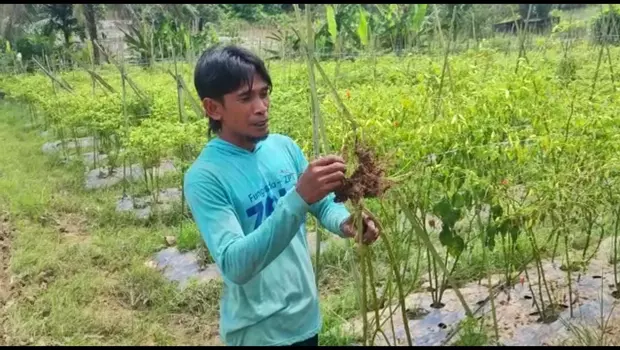 Petani Di Samarinda Merugi Jutaan Rupiah Akibat Banjir Halaman