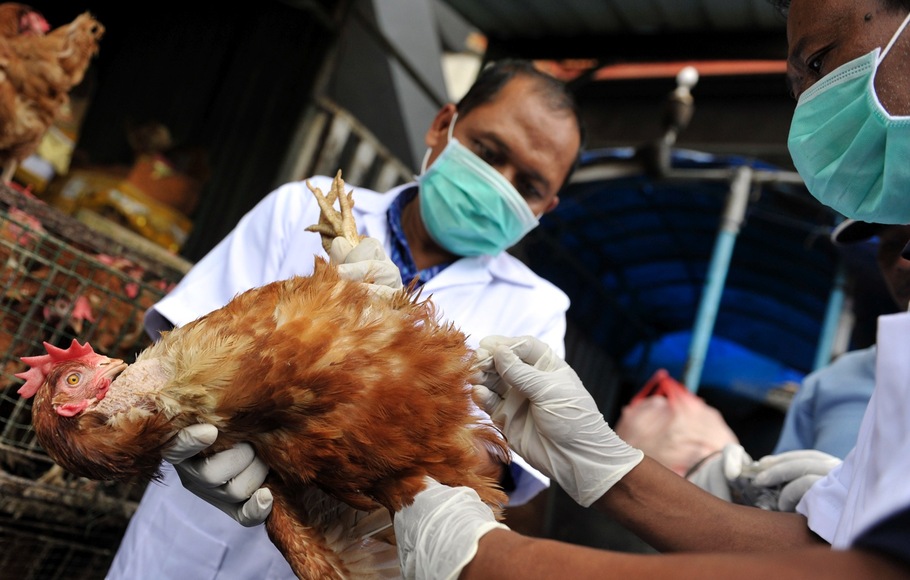 Korban Flu Burung Indonesia Terbanyak Di Dunia