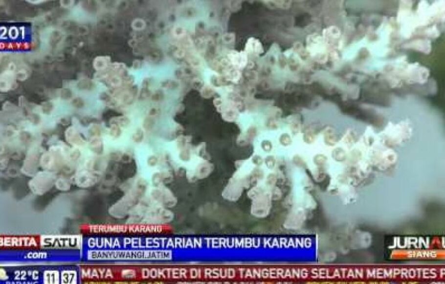 Nelayan Tanam Terumbu Karang Lestarikan Ekosistem Bawah Laut