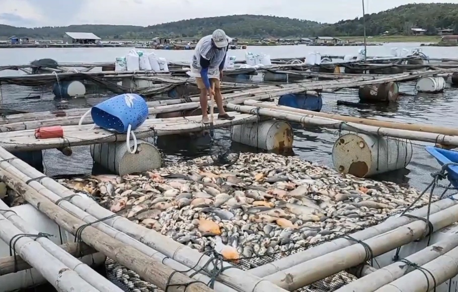 Ribuan Ikan Di Waduk Kedung Ombo Mati Akibat Cuaca Ekstrem Halaman