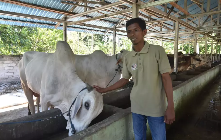 Peternak Sapi Di Sigi Kebanjiran Pesanan Hewan Kurban