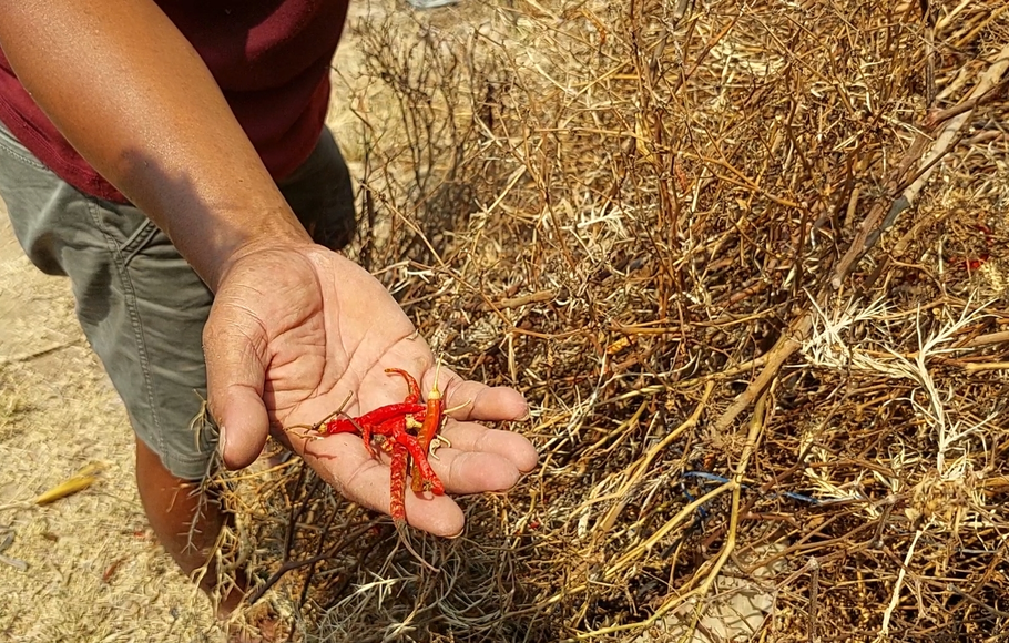 Kemarau Panjang Di Kudus Petani Cabai Rugi Belasan Juta