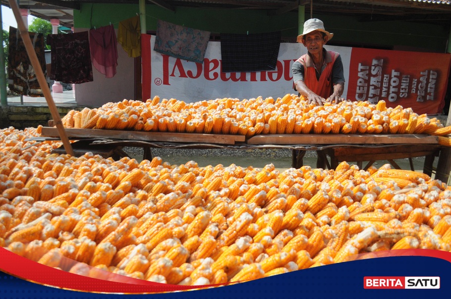 Bulog Jajaki Peluang Ekspor Jagung Pakan Ternak Ke Filipina Halaman