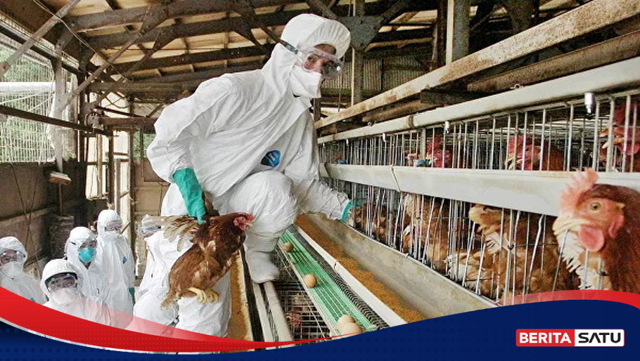 Temuan Kasus Flu Burung Pada Keluarga Di Kamboja WHO Situasinya