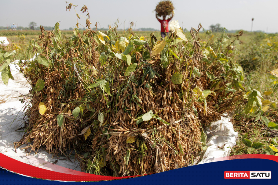 Mentan Ungkap Alasan Petani Lebih Pilih Tanam Jagung Daripada Kedelai