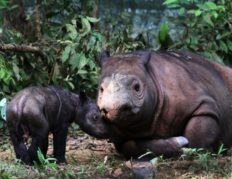 Populasi Badak Jawa Di Ujung Kulon Bertambah Tujuh Ekor