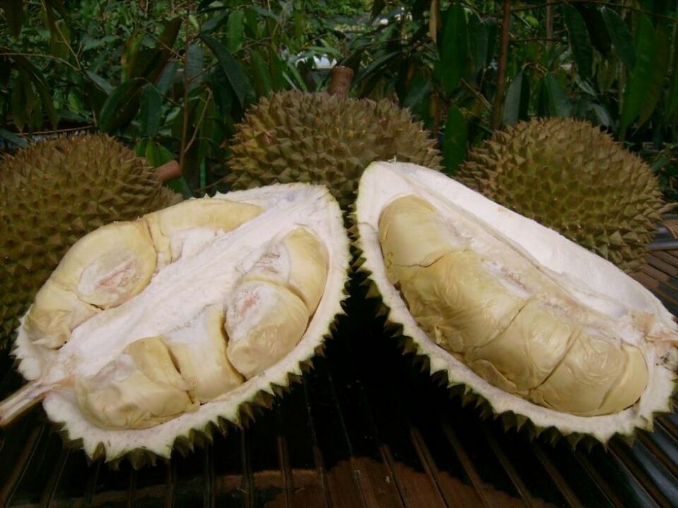 Siswa Ini Ubah Limbah Kulit Durian Jadi Insektisida