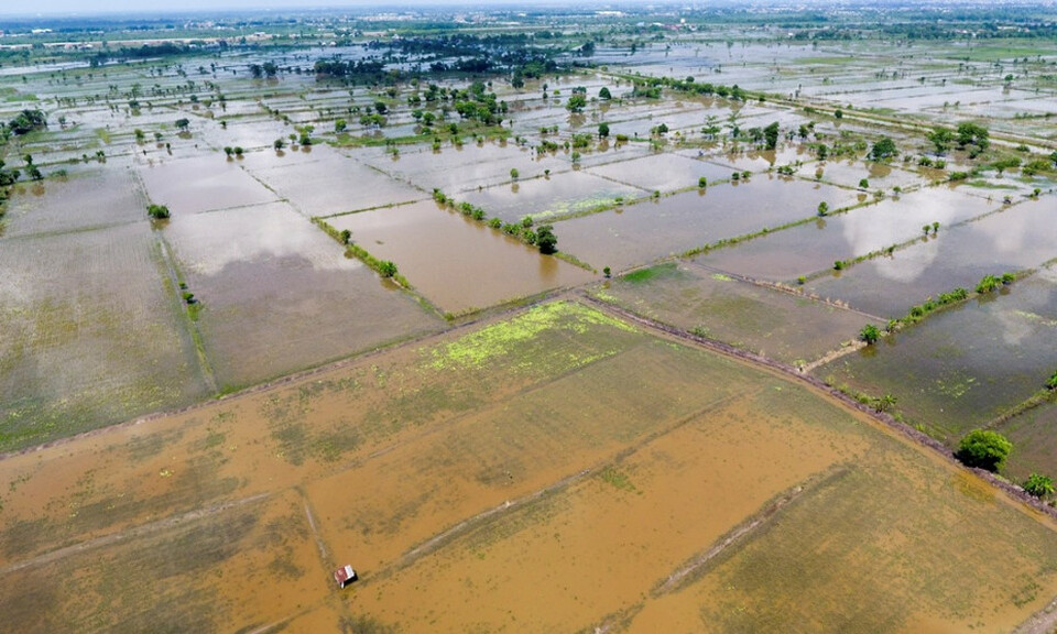 Ribuan Hektare Sawah Di Karawang Terendam Banjir