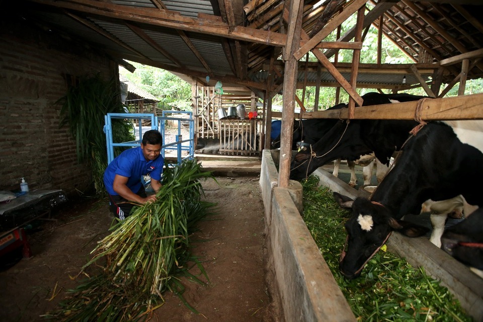 FFI Bantu Peternak Tingkatkan Produktivitas