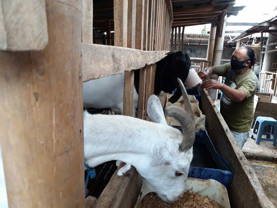 Peternak Kambing Etawa Bangkit Dari Terjangan Pandemi Covid