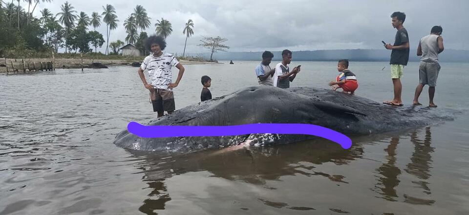 Paus Tedampar Di Pantai Halmahera Selatan