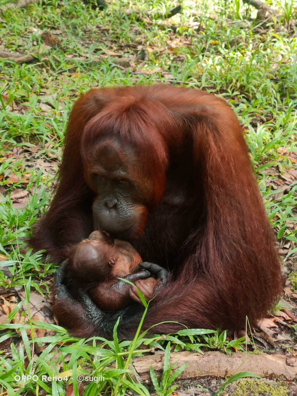 Bayi Orang Utan Ke Lahir Di Lamandau Kalimantan Tengah