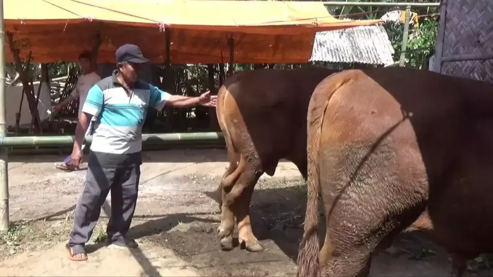 Jelang Iduladha Permintaan Hewan Kurban Di Jember Melonjak