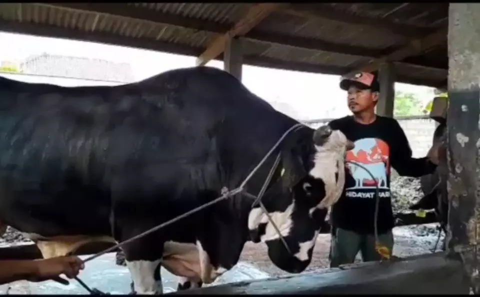 Sapi Jenis Simmental Cross Milik Warga Kota Metro Dibeli Presiden Jokowi