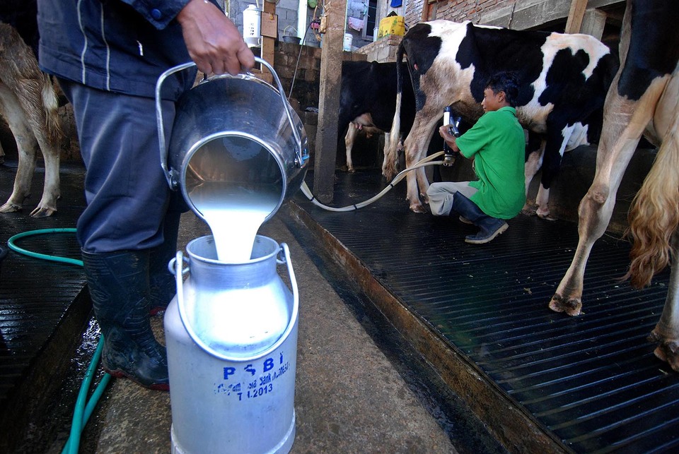 Produksi Susu Sapi Perah Lokal Merosot