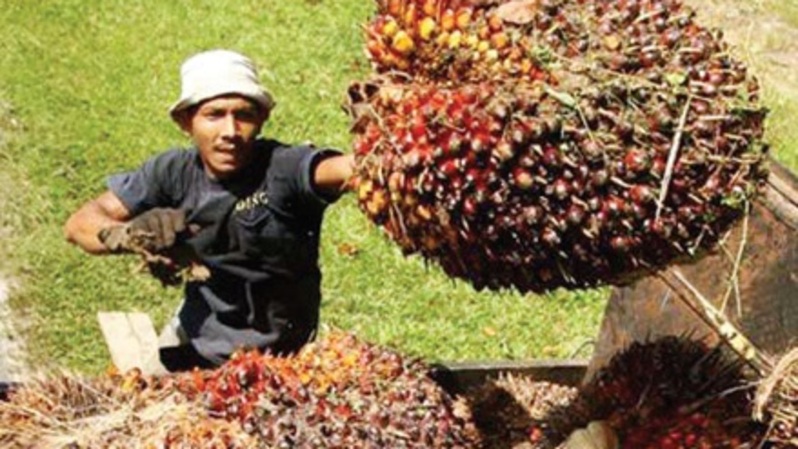 Sawit Kembali Jadi Penyumbang Devisa Terbesar Halaman All