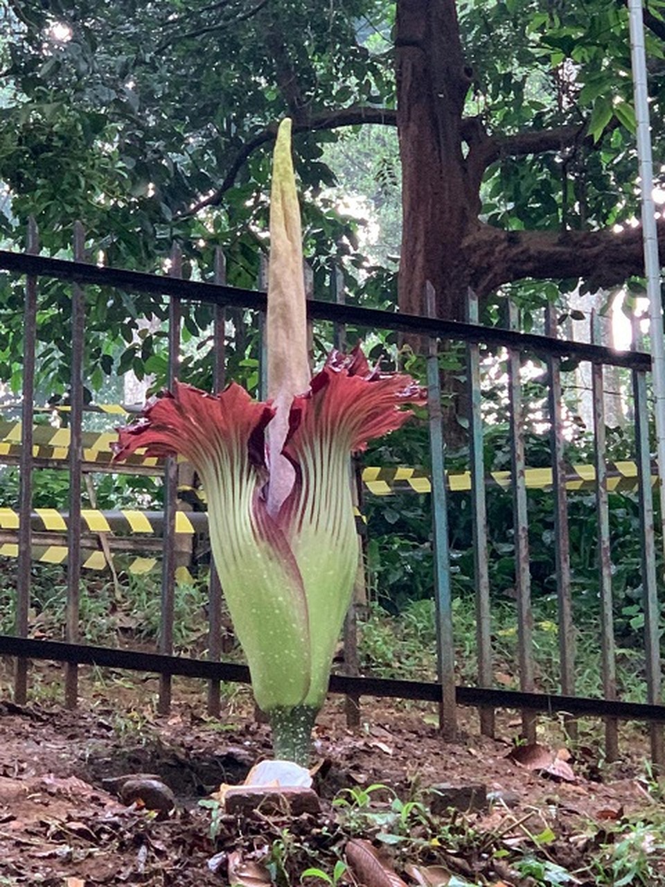 Bunga Bangkai Mekar Di Kebun Raya Bogor