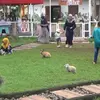 Hari Terakhir Libur Lebaran, Jember Mini Zoo Ramai Pengunjung