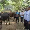 Permintaan Sapi Kurban di Pacitan Turun Drastis, Dampak PMK dan LSD