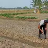 Puluhan Hektare Sawah di Bogor Retak karena Kemarau, Petani Gagal Panen