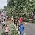 Pohon Besar Tumbang di Larangan, Tutupi Akses Jalan Tangerang ke Kebayoran
