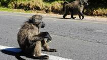 Perbatasan Zimbabwe-Zambia Diganggu Babon