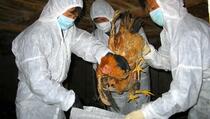 Flu Burung Merebak Lagi, China Bantai 150.000 Ayam