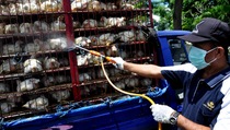 Flu Burung, Pemerintah Upayakan Kompensasi bagi Peternak Unggas