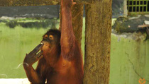 Tori si Orangutan Perokok akan Dijauhkan dari Pengunjung