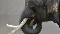 Koshik, Gajah yang Bisa Berbahasa Korea