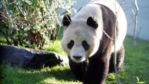 Hanya 36 Jam Kesempatan Dua Panda ini Kawin