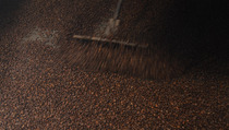 Mengenal Dua Jenis Kopi Favorit