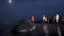 Ikan Hiu Paus Kembali Terdampar