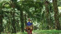 Kinerja Saham Sektor Agribisnis Masih Jadi Idaman Investor