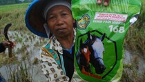 Petrokimia Gresik Produksi Benih Padi Tahan Wereng