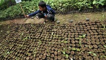 Dukung Ritual, Pemprov Bali Intensifkan Penanaman Pohon