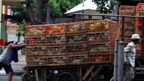 Japfa Raup Penjualan Bersih Rp 51,18 Triliun Sepanjang 2023