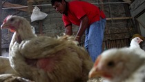 Prospek Usaha Japfa Comfeed Stabil