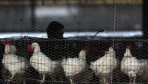 Atasi Wabah Flu Burung, Meksiko Musnahkan 8 Juta Ayam