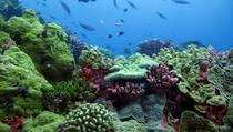 FAO Ingatkan Sulut Jaga Kelestarian Laut