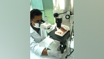 Koalisi Virus Flu Burung-Babi Mudahkan Penularan Antar-manusia