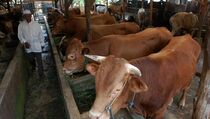 Penyakit Lumpuh Layu di Sumba Timur Masuk KLB