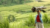 2013, Pemerintah Gelontorkan Subsidi Benih Rp1 T