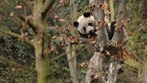 China Lepaskan Panda ke Alam Liar