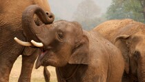 3 Tempat Perlindungan Gajah Terbaik di Thailand