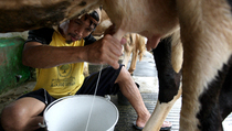 Peternak Sapi di Malang Harapkan Subsidi Pakan