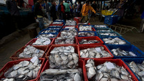 Tuna hingga Bulu Babi Indonesia Bakal Melancong ke Jepang