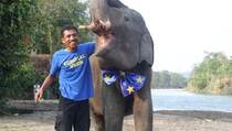 Hari Diplomasi Iklim, Uni Eropa Adopsi Gajah dari Leuser  