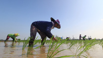 Banjir, 3.336 Hektare Sawah se-Jatim Rusak
