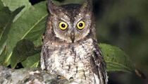 Pembuatan Kandang Burung Hantu Dinilai Efektif Usir Hama Tikus